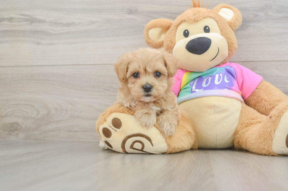 5 week old Maltipoo Puppy For Sale - Seaside Pups