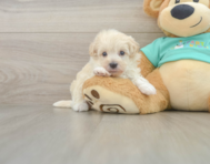 8 week old Maltipoo Puppy For Sale - Seaside Pups