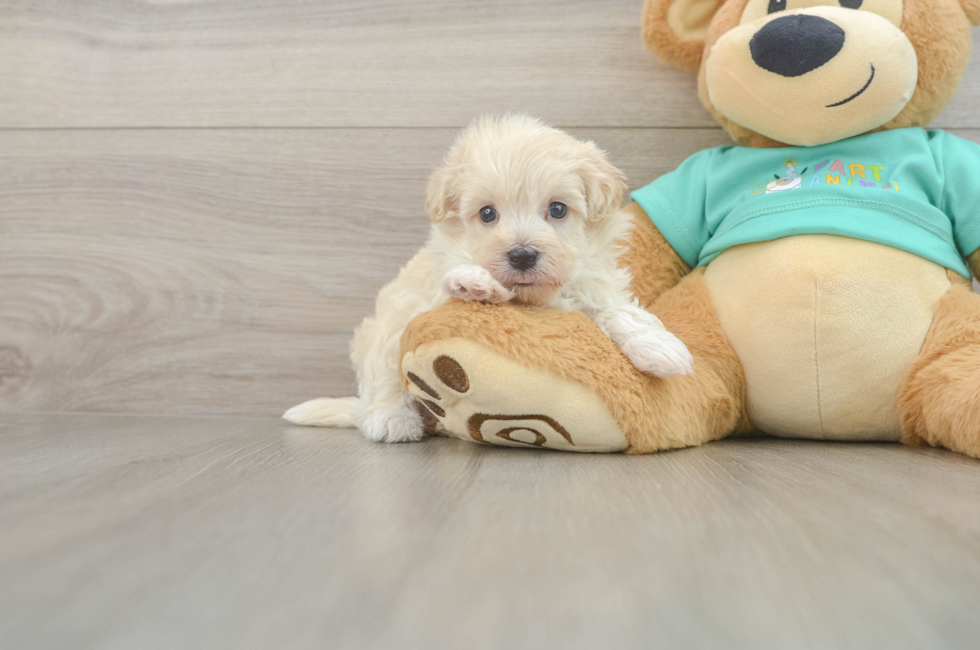 6 week old Maltipoo Puppy For Sale - Seaside Pups