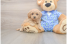 Fluffy Maltipoo Poodle Mix Pup