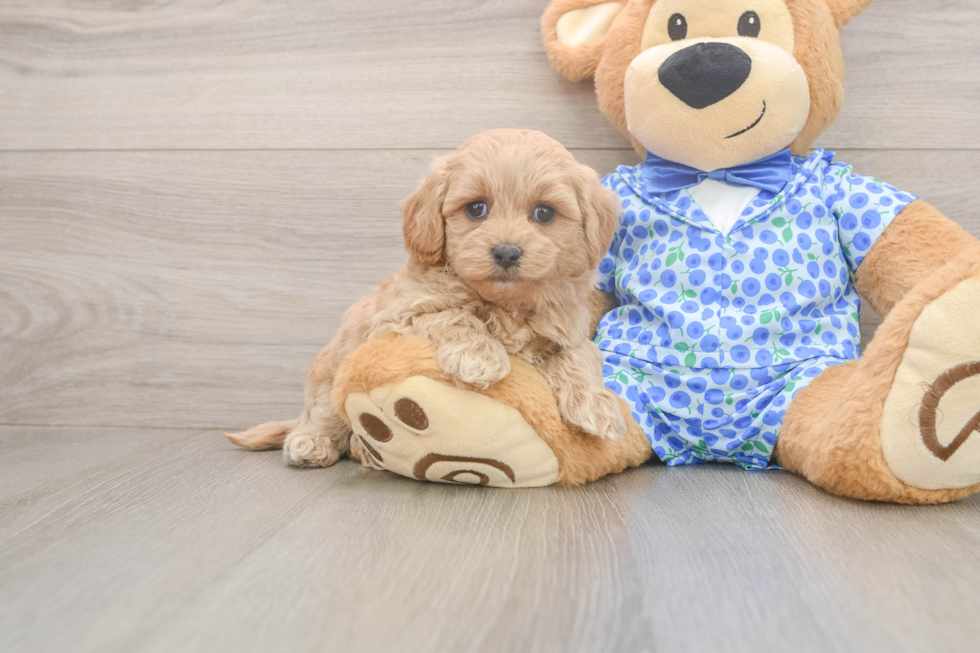 Fluffy Maltipoo Poodle Mix Pup