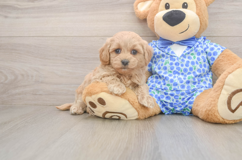 6 week old Maltipoo Puppy For Sale - Seaside Pups