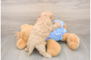 Best Maltipoo Baby