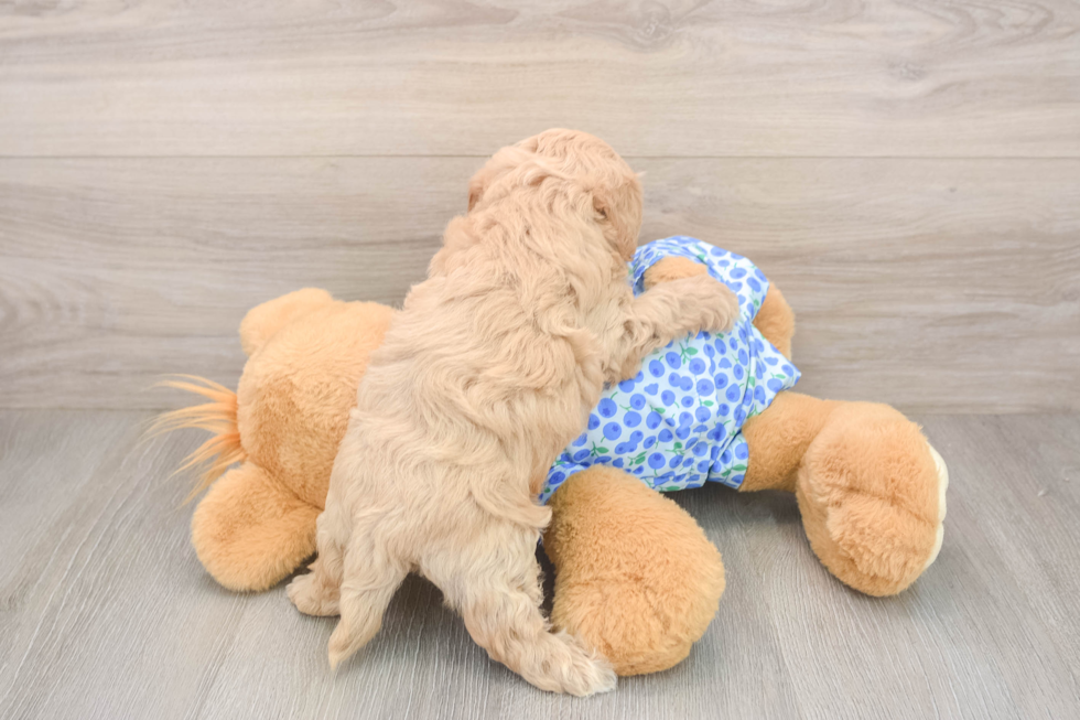 Best Maltipoo Baby