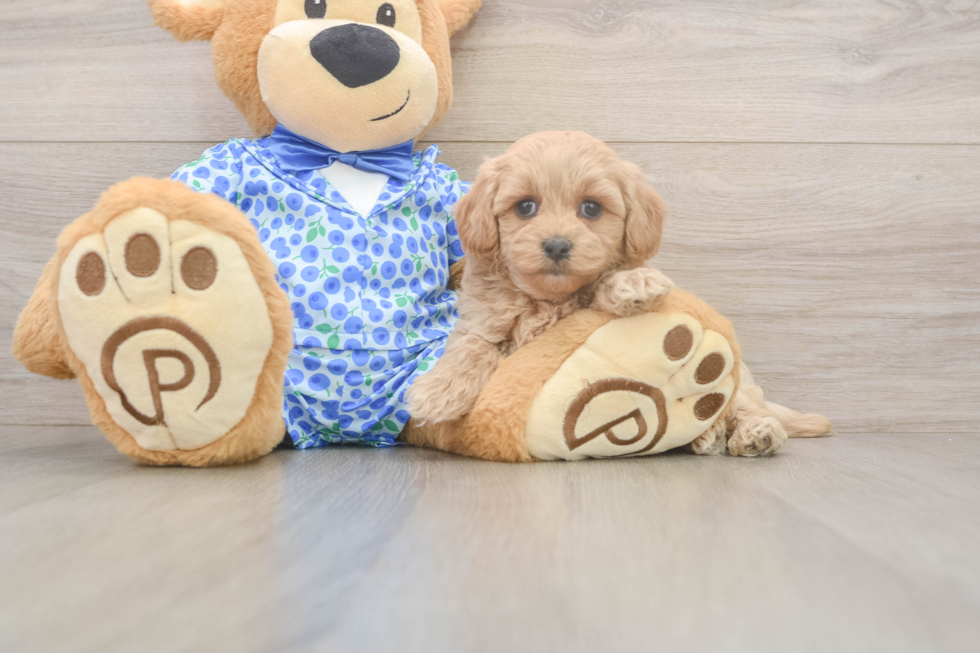 Maltipoo Puppy for Adoption