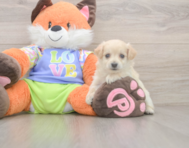 9 week old Maltipoo Puppy For Sale - Seaside Pups