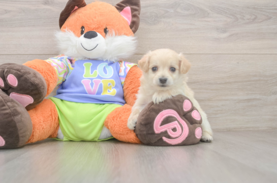 Little Moodle Poodle Mix Puppy