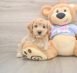 7 week old Maltipoo Puppy For Sale - Seaside Pups
