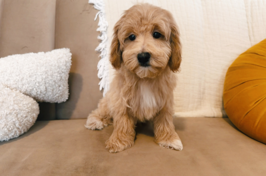 Best Maltipoo Baby