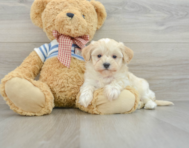 9 week old Maltipoo Puppy For Sale - Seaside Pups