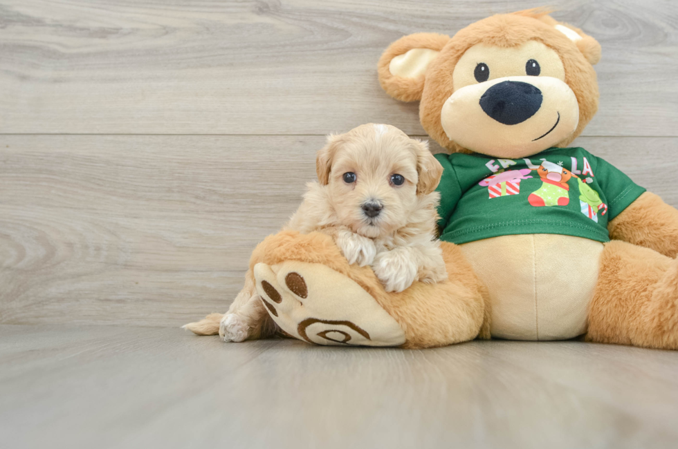 5 week old Maltipoo Puppy For Sale - Seaside Pups