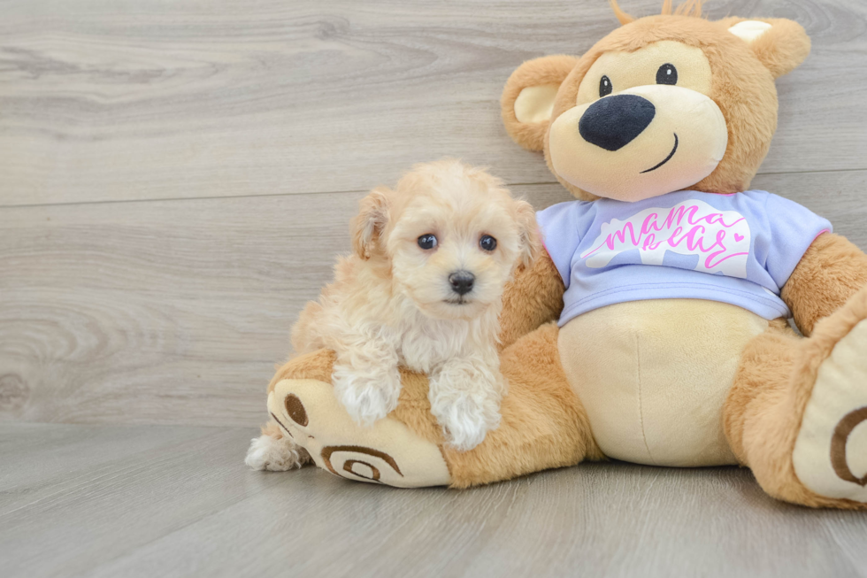 Maltipoo Puppy for Adoption