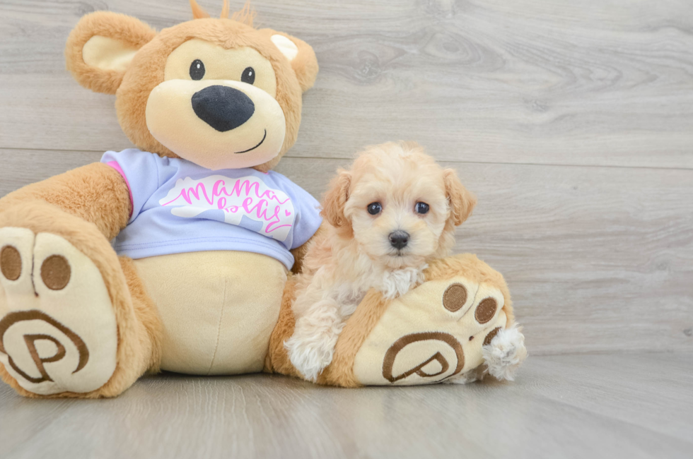 7 week old Maltipoo Puppy For Sale - Seaside Pups