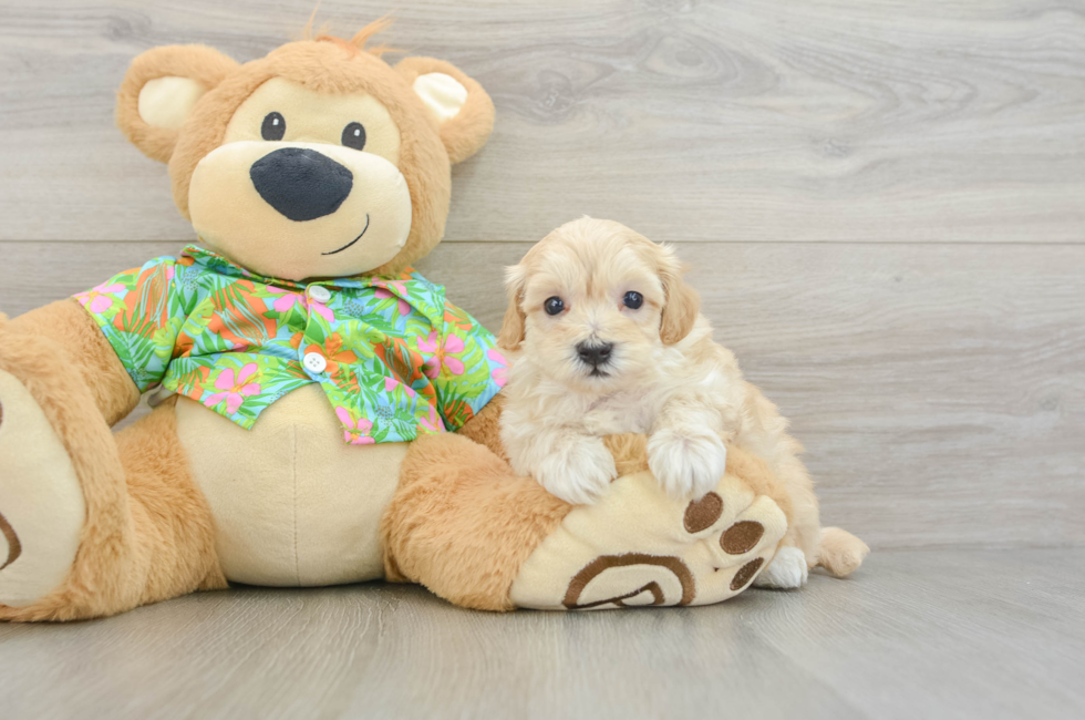 5 week old Maltipoo Puppy For Sale - Seaside Pups