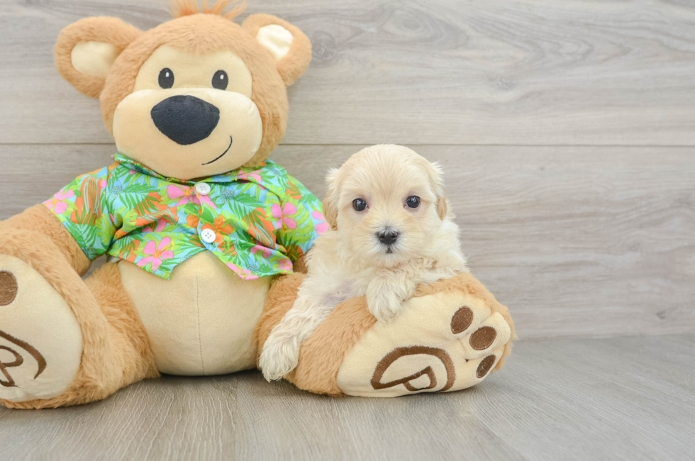 6 week old Maltipoo Puppy For Sale - Seaside Pups