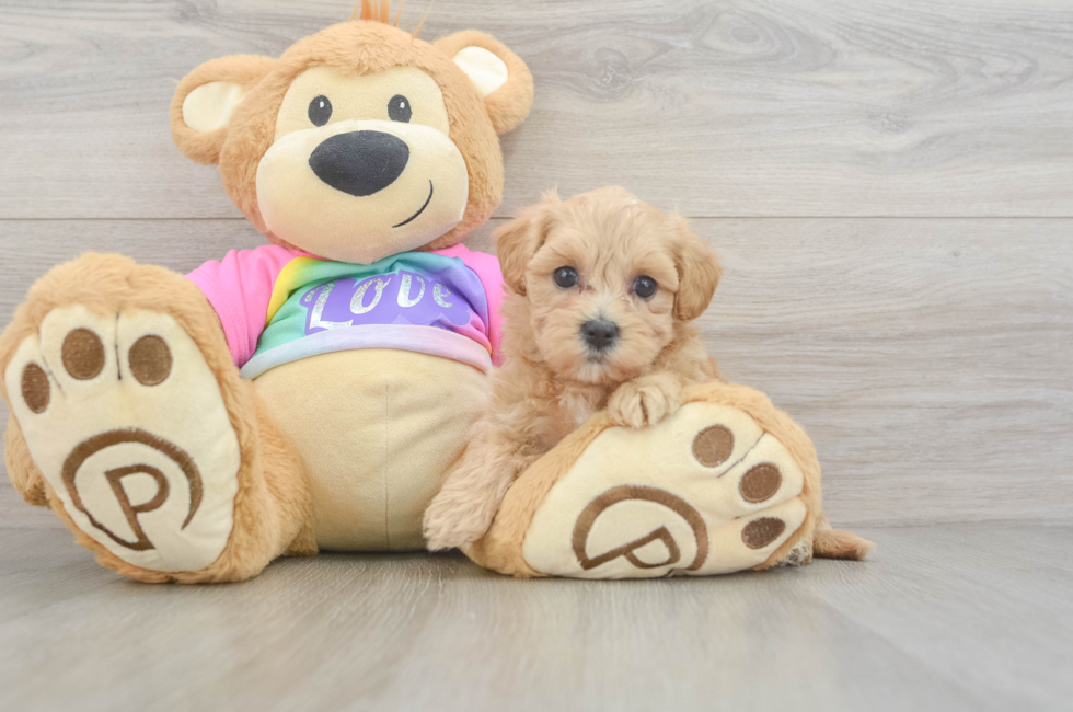 5 week old Maltipoo Puppy For Sale - Seaside Pups