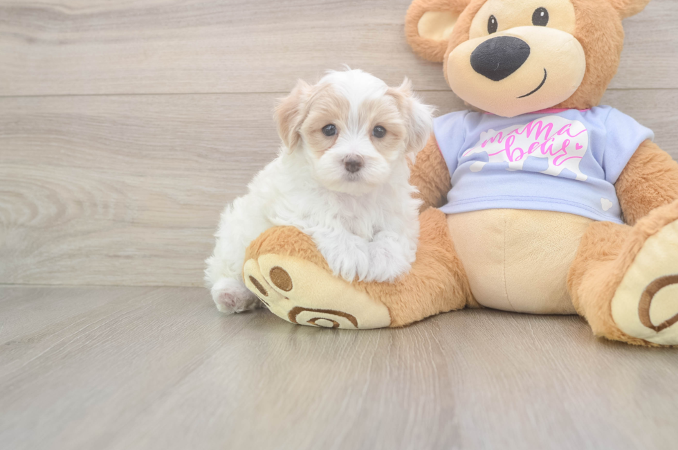 5 week old Maltipoo Puppy For Sale - Seaside Pups