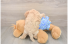 Energetic Maltidoodle Poodle Mix Puppy