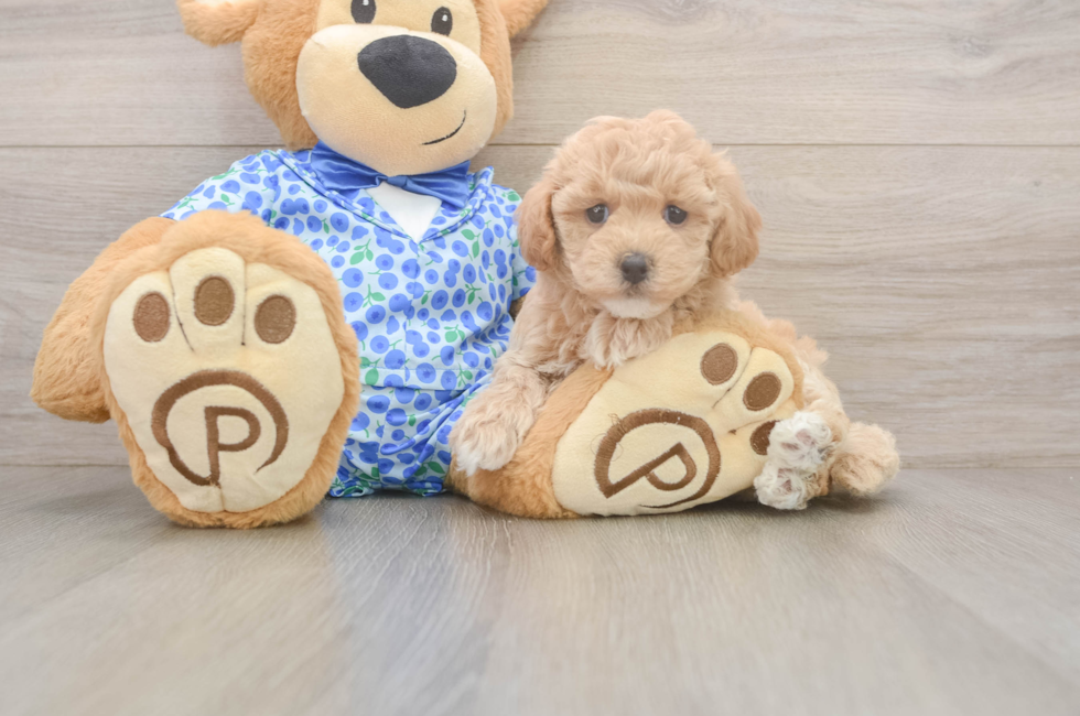 6 week old Maltipoo Puppy For Sale - Seaside Pups