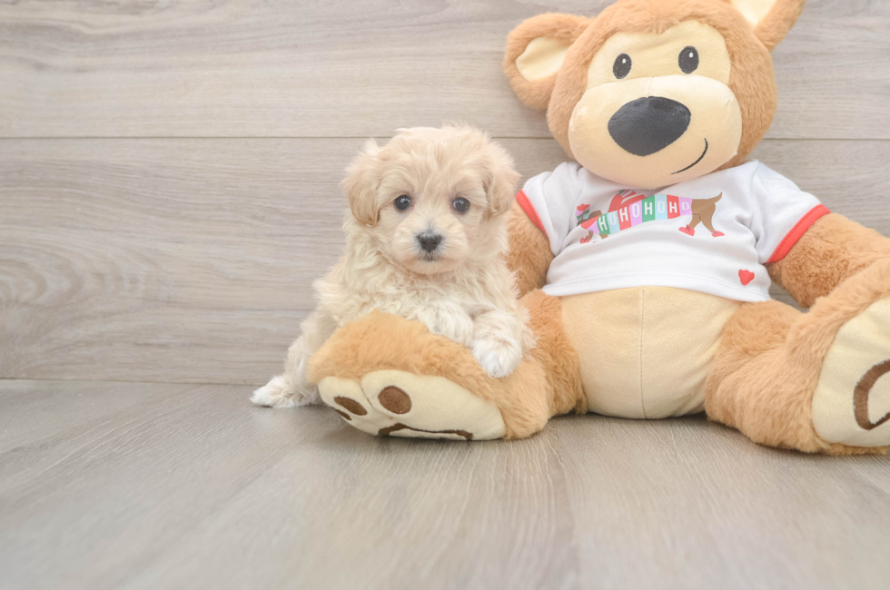 5 week old Maltipoo Puppy For Sale - Seaside Pups
