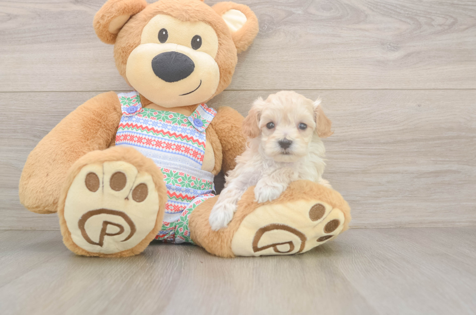 5 week old Maltipoo Puppy For Sale - Seaside Pups
