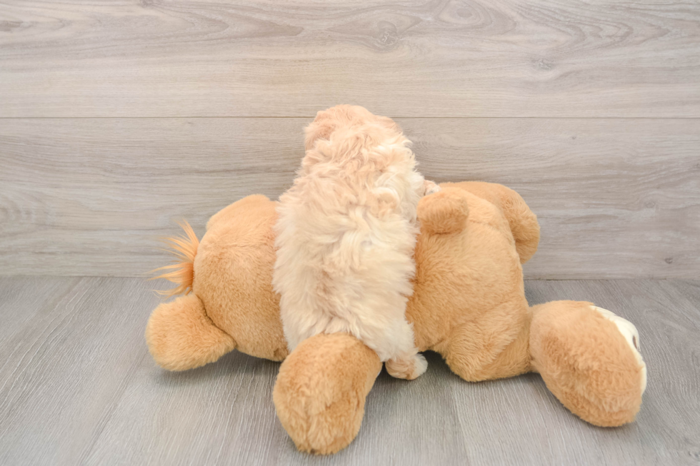 Maltipoo Puppy for Adoption