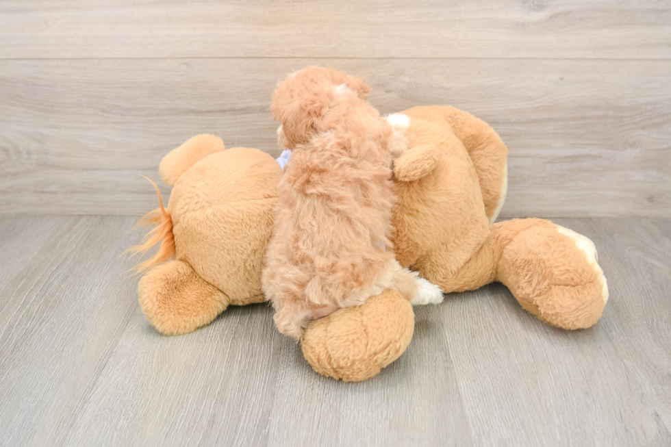 Maltipoo Puppy for Adoption