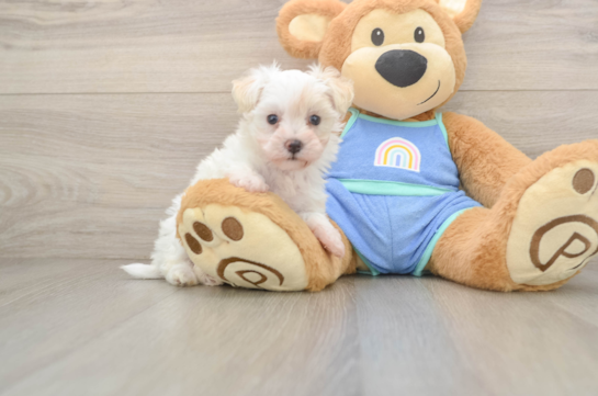 Best Maltipoo Baby