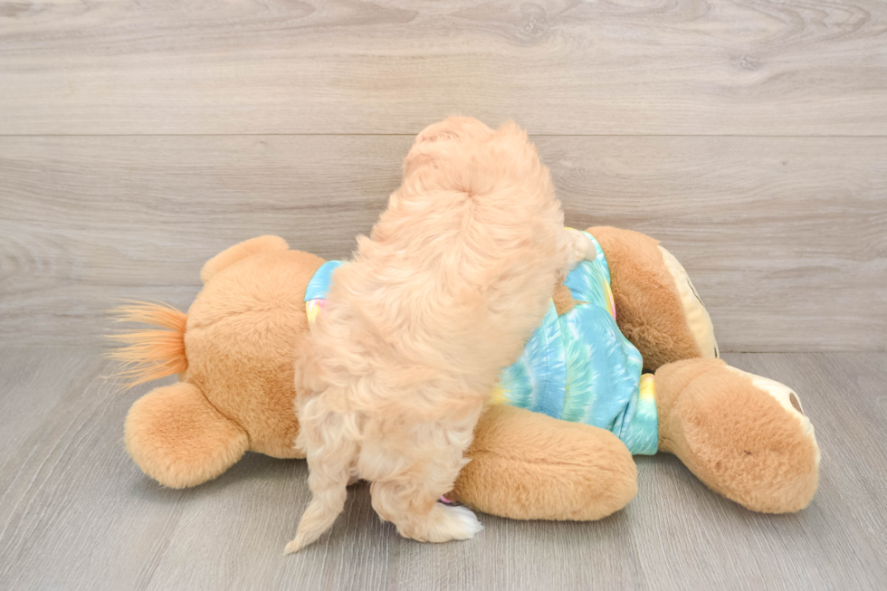 Energetic Moodle Poodle Mix Puppy