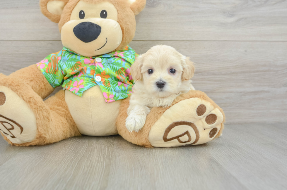 6 week old Maltipoo Puppy For Sale - Seaside Pups