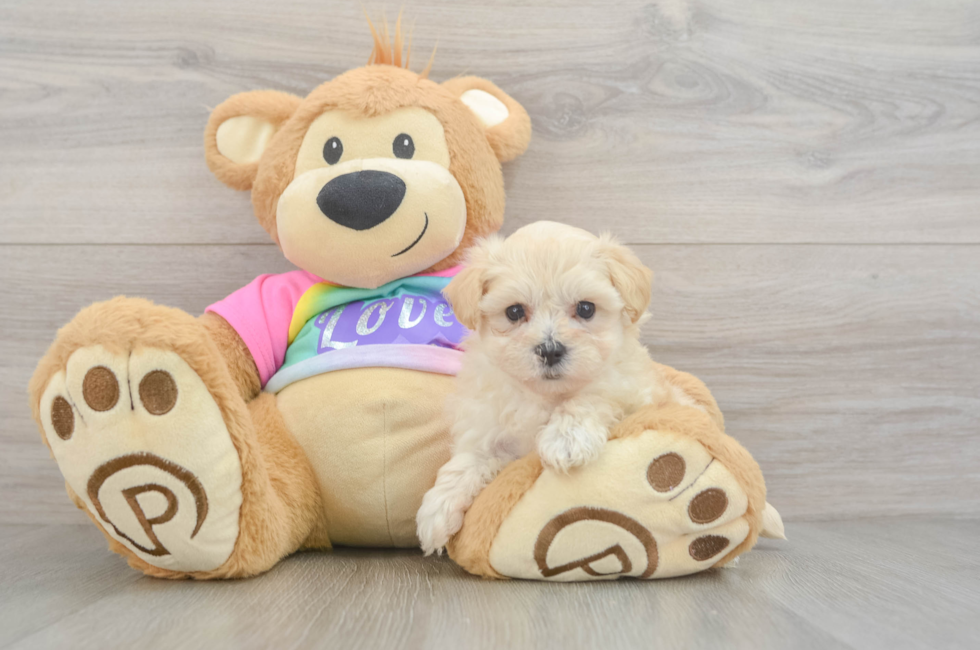 5 week old Maltipoo Puppy For Sale - Seaside Pups