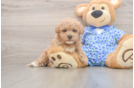 Little Malt a Poo Poodle Mix Puppy