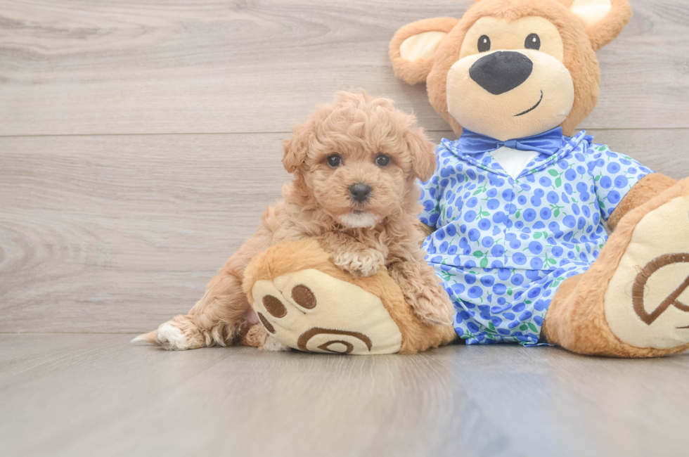 6 week old Maltipoo Puppy For Sale - Seaside Pups