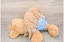 Maltipoo Pup Being Cute