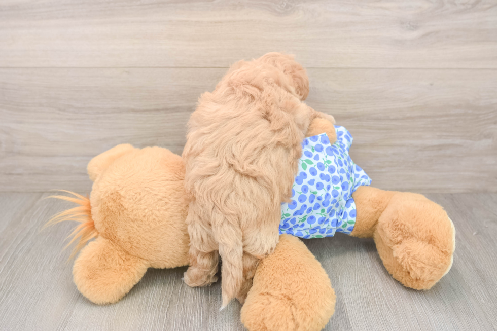 Maltipoo Pup Being Cute