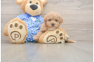 Maltipoo Puppy for Adoption