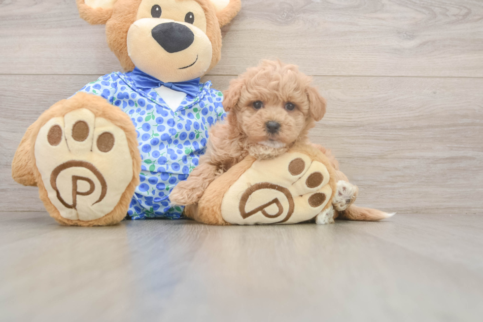Maltipoo Puppy for Adoption
