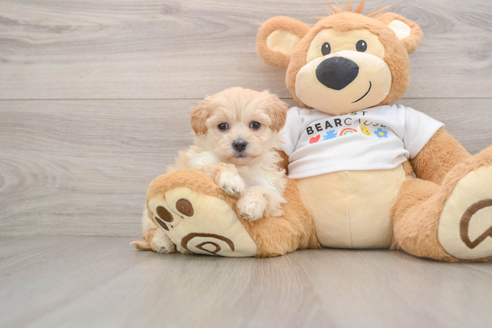 Sweet Maltipoo Baby