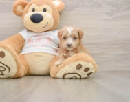 7 week old Maltipoo Puppy For Sale - Seaside Pups