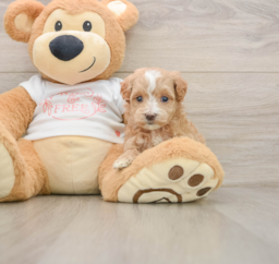 7 week old Maltipoo Puppy For Sale - Seaside Pups