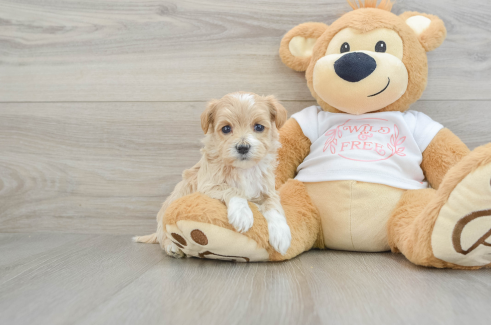 5 week old Maltipoo Puppy For Sale - Seaside Pups