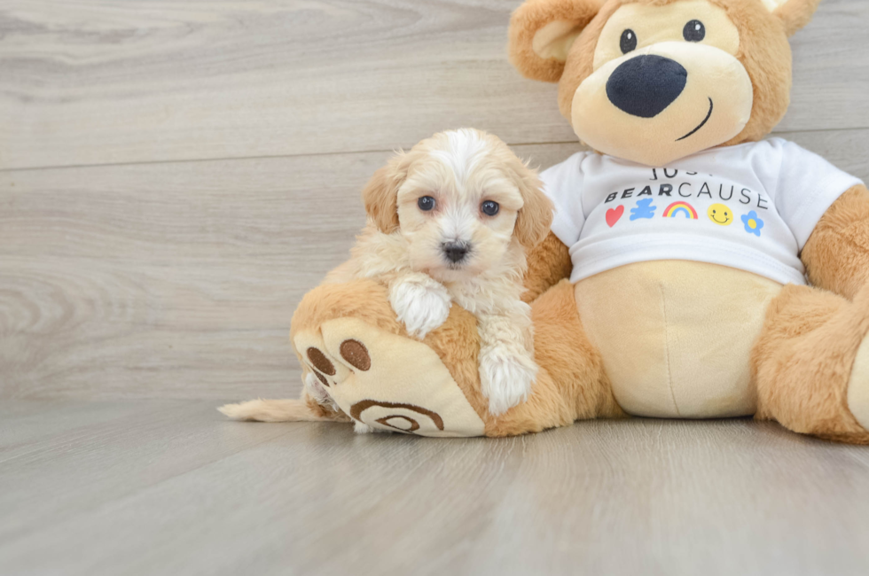 7 week old Maltipoo Puppy For Sale - Seaside Pups