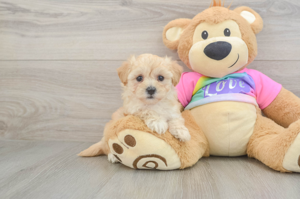 5 week old Maltipoo Puppy For Sale - Seaside Pups