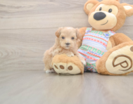 6 week old Maltipoo Puppy For Sale - Seaside Pups