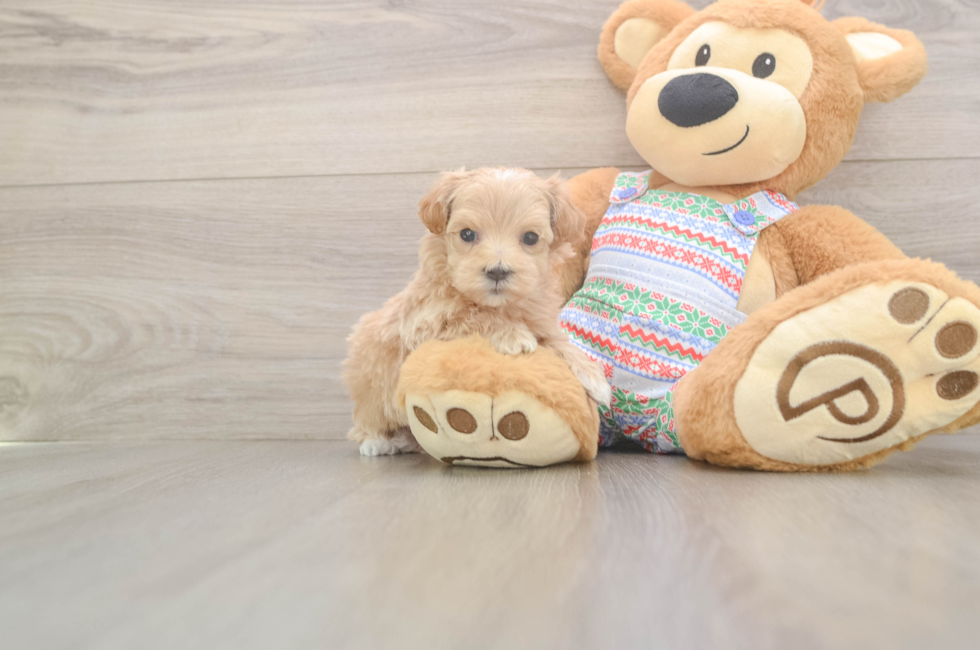 5 week old Maltipoo Puppy For Sale - Seaside Pups