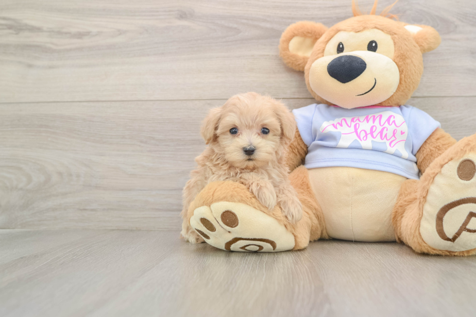 Best Maltipoo Baby