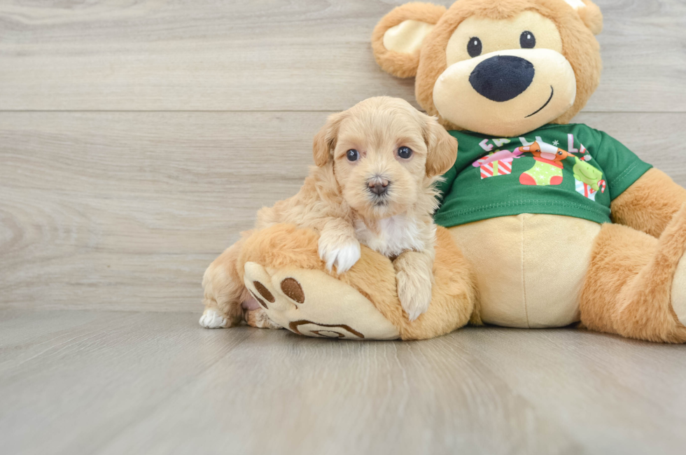 5 week old Maltipoo Puppy For Sale - Seaside Pups