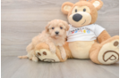 Hypoallergenic Malt Oodle Poodle Mix Puppy