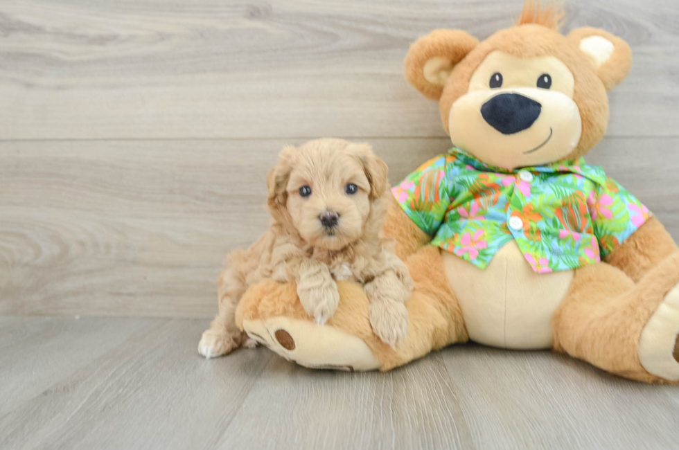 7 week old Maltipoo Puppy For Sale - Seaside Pups