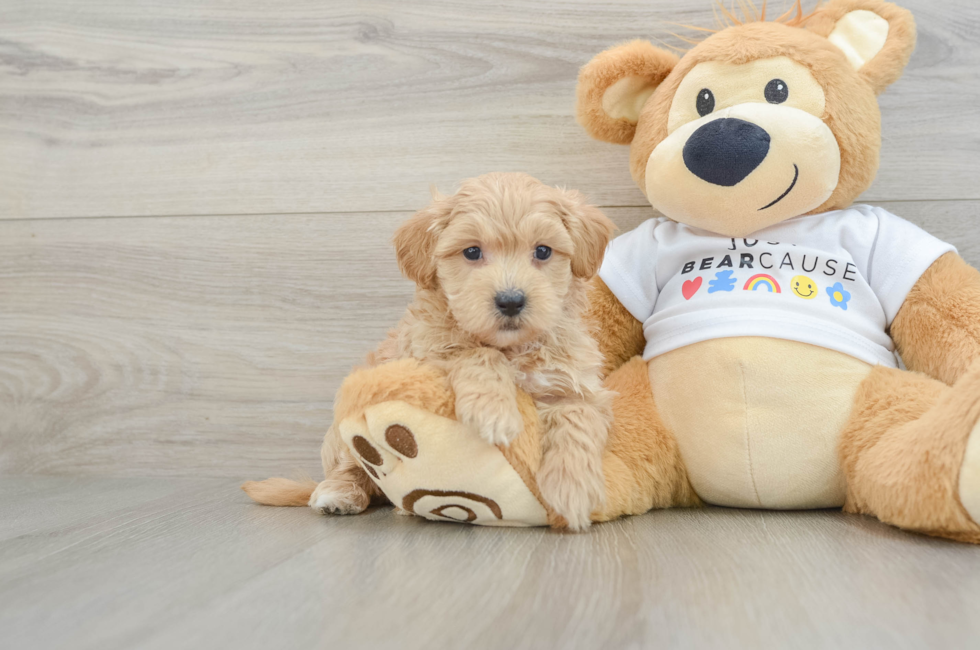 7 week old Maltipoo Puppy For Sale - Seaside Pups
